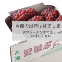【愛知県安城市産】安城ぶどう・『デラウェア（種なし）』 2kg箱