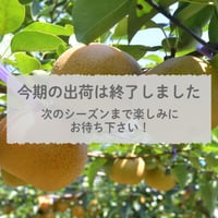 ★追加販売　【愛知県安城市/刈谷市産】安城梨『甘ひびき』　大玉サイズ・2玉入り