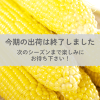 【愛知県碧南市産】朝採りとうもろこし（スイートコーン）『味来』5㎏箱・ 15本入
