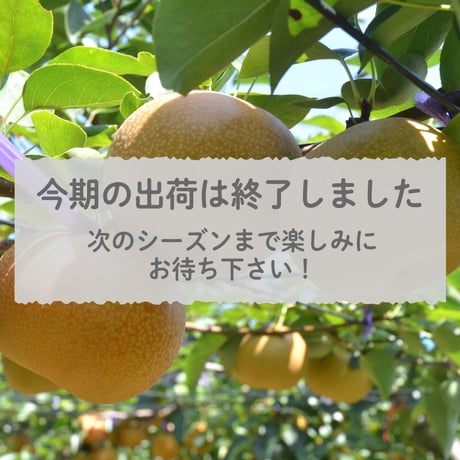 【愛知県安城市/刈谷市産他】安城梨・甘ひびき　大玉サイズ・2玉入り（1玉600g以上）【予約販売】※数量限定