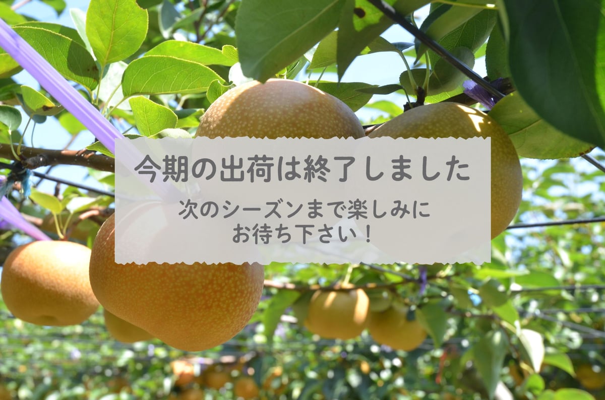愛知県安城市/刈谷市産他】安城梨・甘ひびき 大玉サイズ・2玉入り（1玉