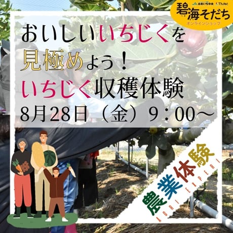 【令和8年8月28日（金）開催】”碧海そだち”『おいしいいちじくを見極めよう！いちじく収穫体験』