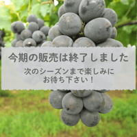 【愛知県安城市産】安城ぶどう『巨峰（種なし） 』2kg箱・3～5房入
