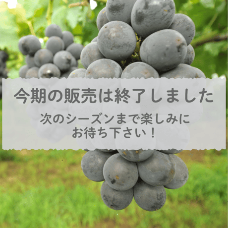 【愛知県安城市産】安城ぶどう『巨峰（種なし） 』2kg箱・3～5房入