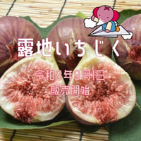 【愛知県安城市/碧南市産他】露地いちじく　2パック入箱（3～5玉入・350g/ﾊﾟｯｸ）