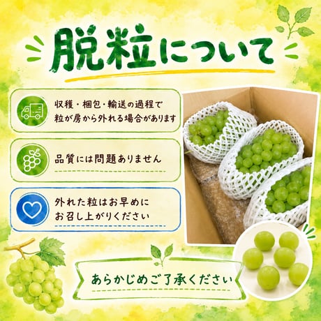 彩-sai-｜【数量限定】白ぶどう ヒムロットシードレス 1箱（約１kg入り）