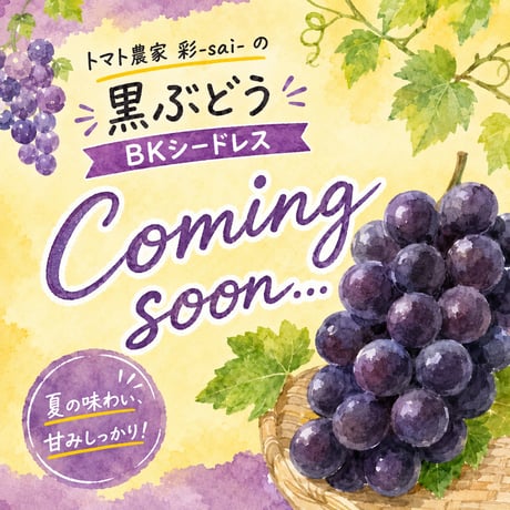 彩-sai-｜【数量限定】黒ぶどうBKシードレス 1箱（約１kg入り）