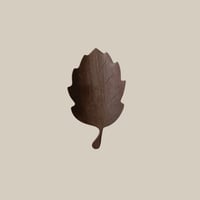 茶匙 (葉) Brown