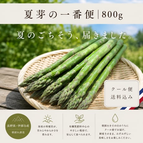 【夏限定】夏のごちそう｜伊那谷産グリーンアスパラ 800g｜朝採れ・送料込み
