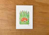 Moments deer (Postcard)