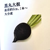 久保田農園　黒丸大根　1本（直径6ｃｍ）