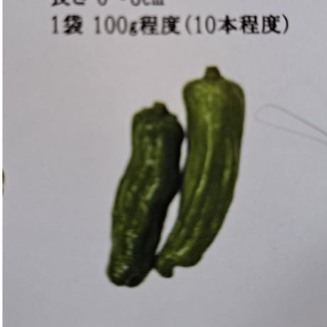 久保田農園いろんな唐辛子【ペペロンチ－ノ】1P/100ｇ10本程度