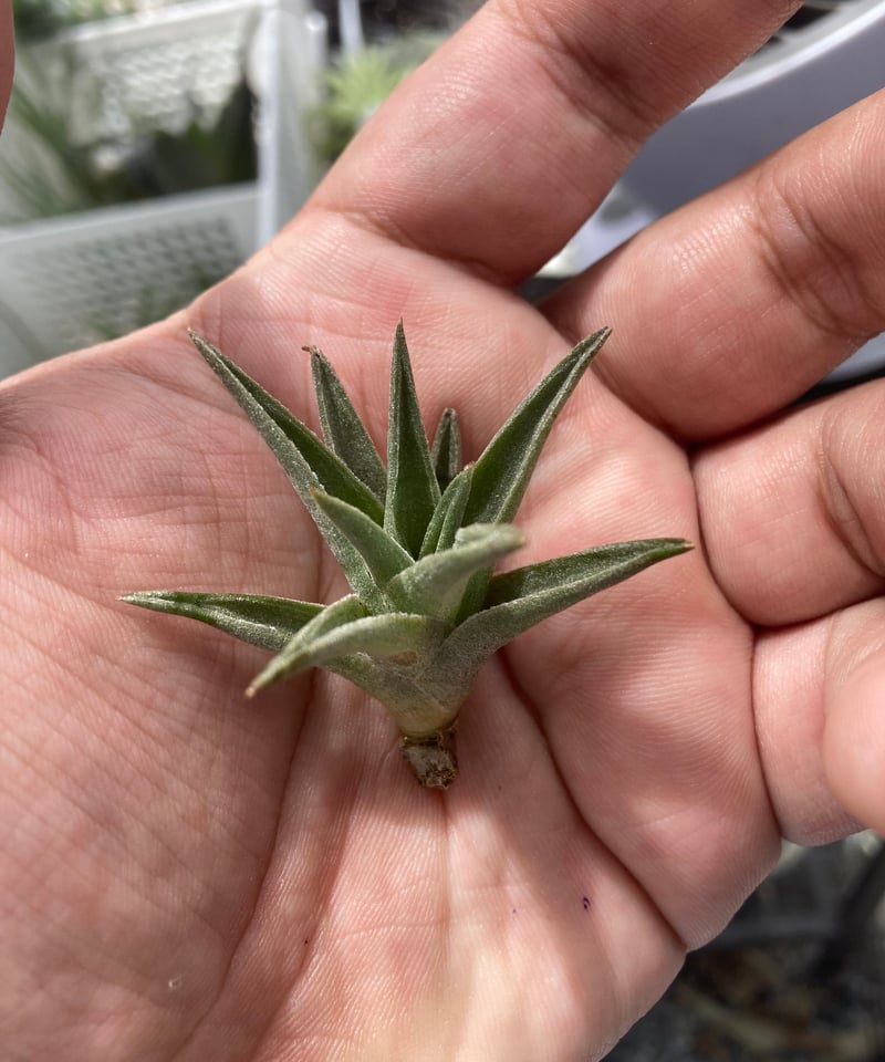 T.edithae var.araucariifolia 詰まって成長しやすいタイプ | 【G