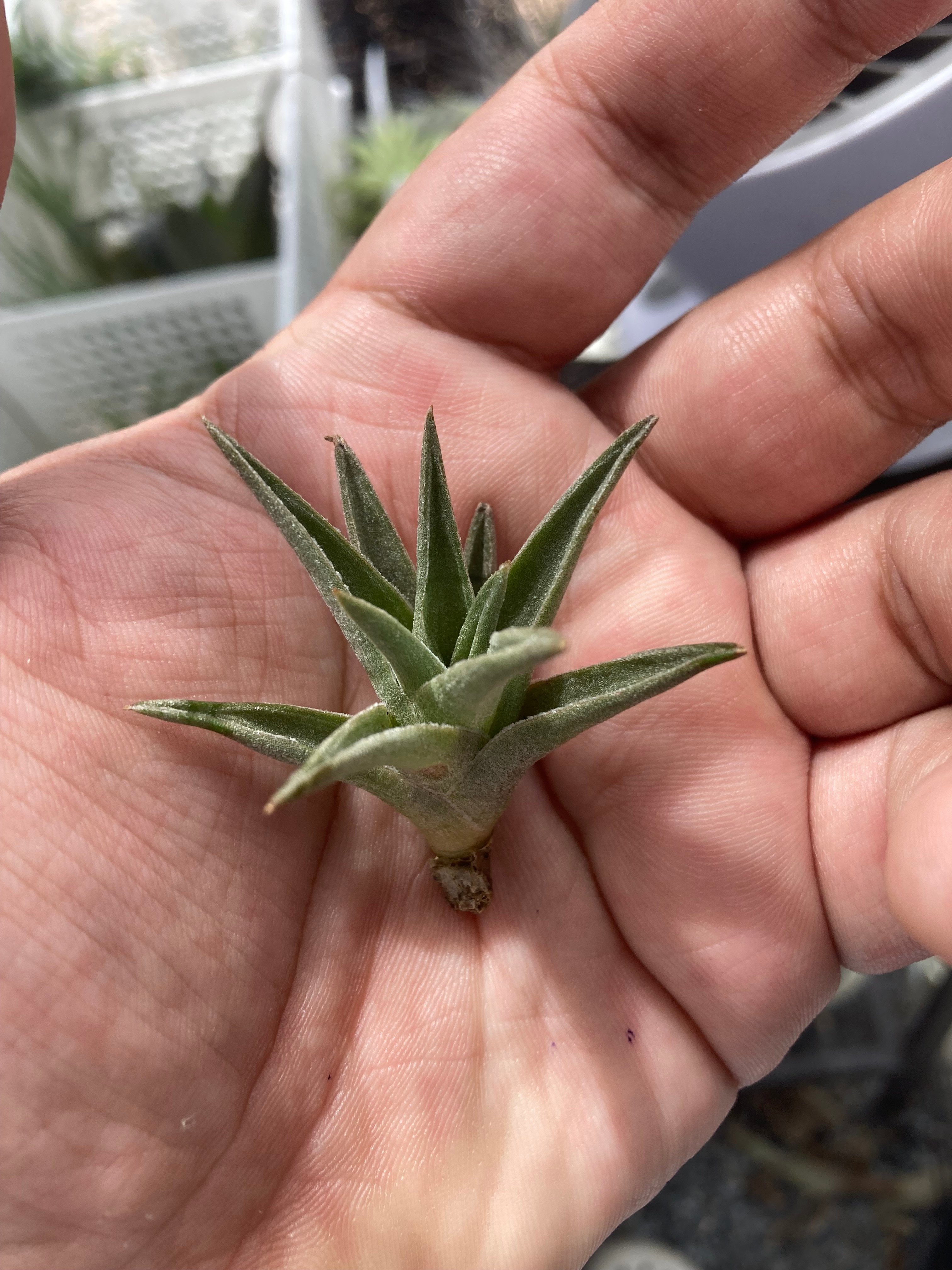 T.edithae var.araucariifolia 詰まって成長しやすいタイプ | 【G