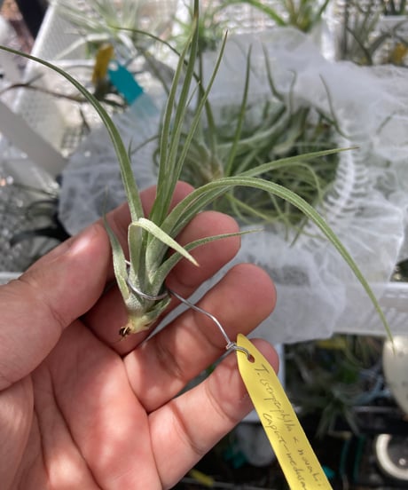 CATEGORY Tillandsia | 【Good Field】エアープランツ専門店