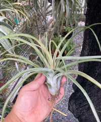 T.Xianxi Beast (Malidofitas × streptophylla Mexico)