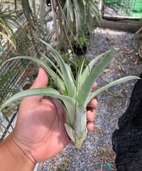 T.Ꮲrecioso (roland-gosselinii × streptophylla Mexico)