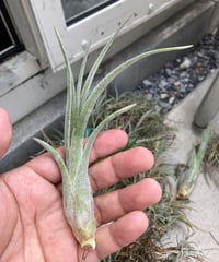 Ꭲ.ionantha var vanhyningii minor | 【Good Field】