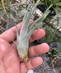 T.Magic Gem (El Ultimo × bulbosa）