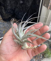 T.recurvifolia hybrid