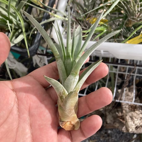 tillandsia | STORES