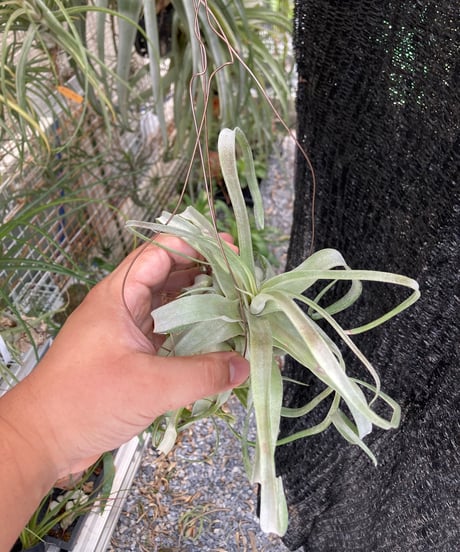 T.Belize Blush (streptophylla Red × streptophylla Belize)