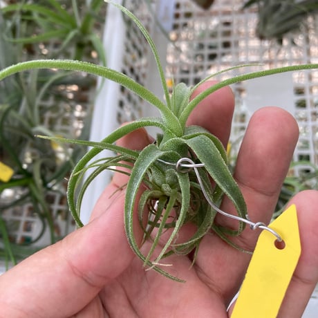 tillandsia | STORES