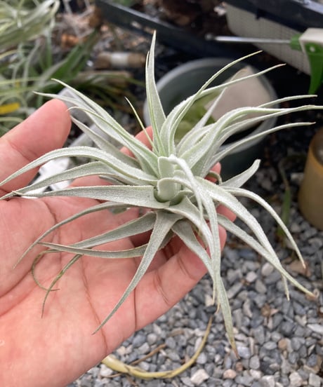 CATEGORY Tillandsia | 【Good Field】エアープランツ専門店