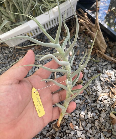 CATEGORY Tillandsia | 【Good Field】エアープランツ専門店