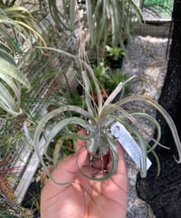 T.streptophylla red Belize