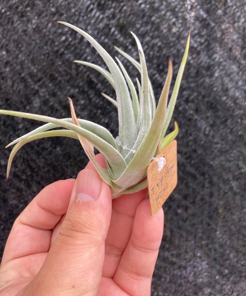 ブロメリア・エアープランツ T.erici x xiphioides T.xiphioides (forme poilue) - soft leaf KK | 【Good Field】エアー