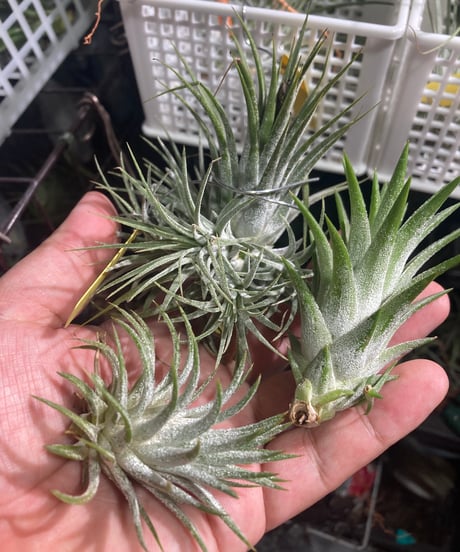 CATEGORY Tillandsia | 【Good Field】エアープランツ専門店