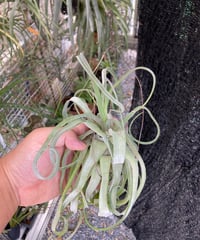 T.Belize Blush (streptophylla Red × streptophylla Belize)