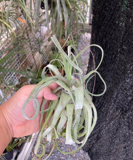 T.Belize Blush (streptophylla Red × streptophylla Belize)