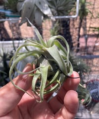 T.streptophylla Mexico x T.streptophylla Red form 8262