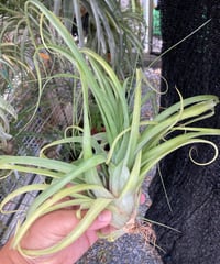 T.Bauple (brachycaulos x streptophylla)