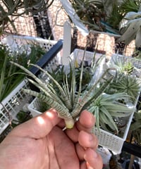 T.Holms tiger (straminea (striped form) × streptocarpa)