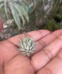 T.ionantha Haselnuss x T.ionantha Apretado