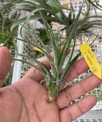 T.ionantha x T.diguetii