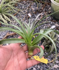 T.Marvelous Masterpiece (rothii × brachycaulos)