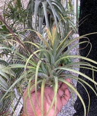 T.Neblina (El Ultimo × streptophylla)