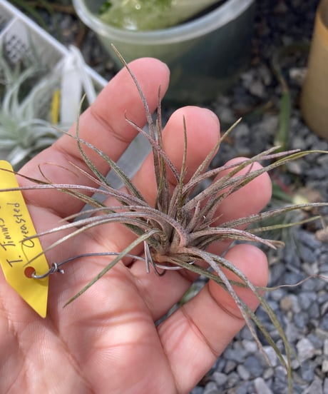 CATEGORY Tillandsia | 【Good Field】エアープランツ専門店