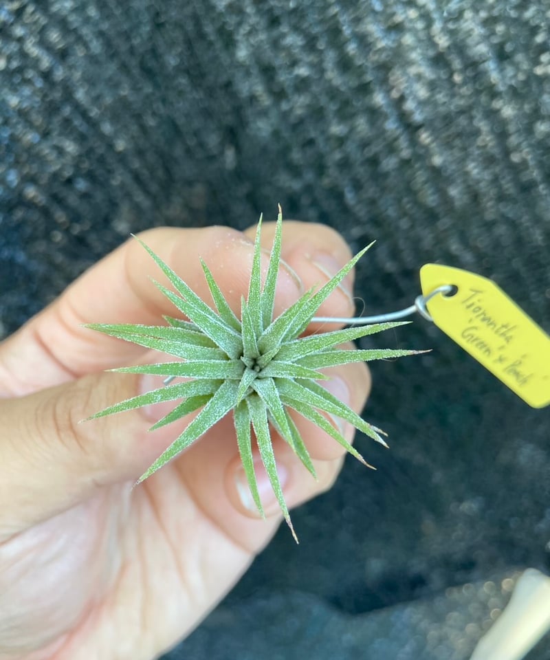 T.ionantha Green x Ꭲ.ionantha Peach | 【Good Field】エアー
