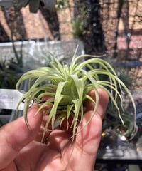 T.Bea Correale x T.ionantha Ron