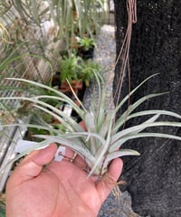T.Owls Nest (streptophylla × Tropiflora)
