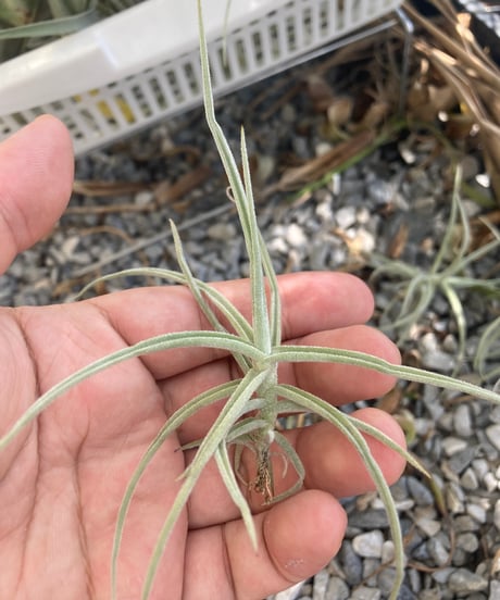 Tillandsia Mexico No.3928 エアープランツ Tillandsia Mexico No.3928 エアープランツ 楽天市場】チランジア