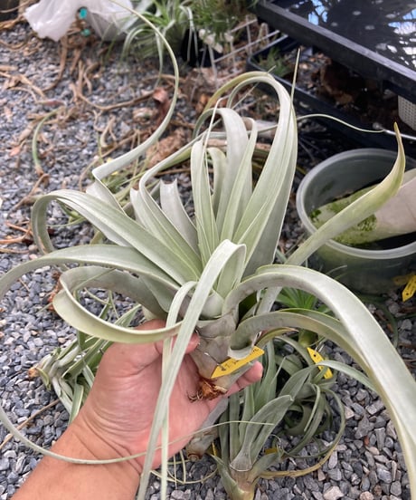 CATEGORY Tillandsia | 【Good Field】エアープランツ専門店
