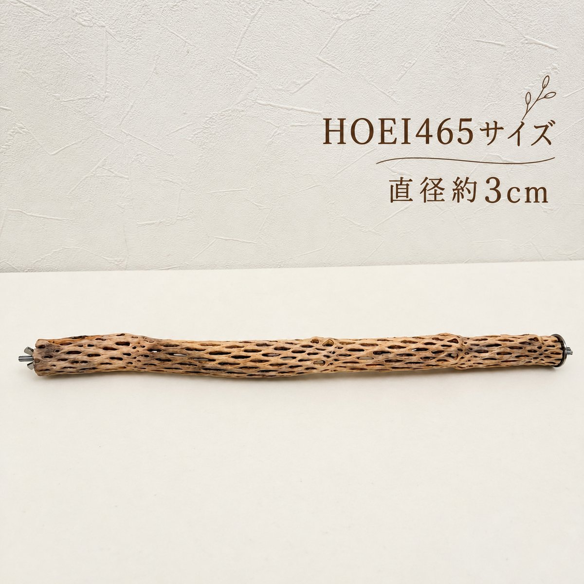 ①カクタスパーチ HOEI465 直径約3cm【サボテンの骨 バンブルフット