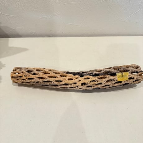 【juntamaru様専用】カクタスパーチ 直径約3-3.5cm 【サボテンの骨 バンブルフット予防 止まり木】