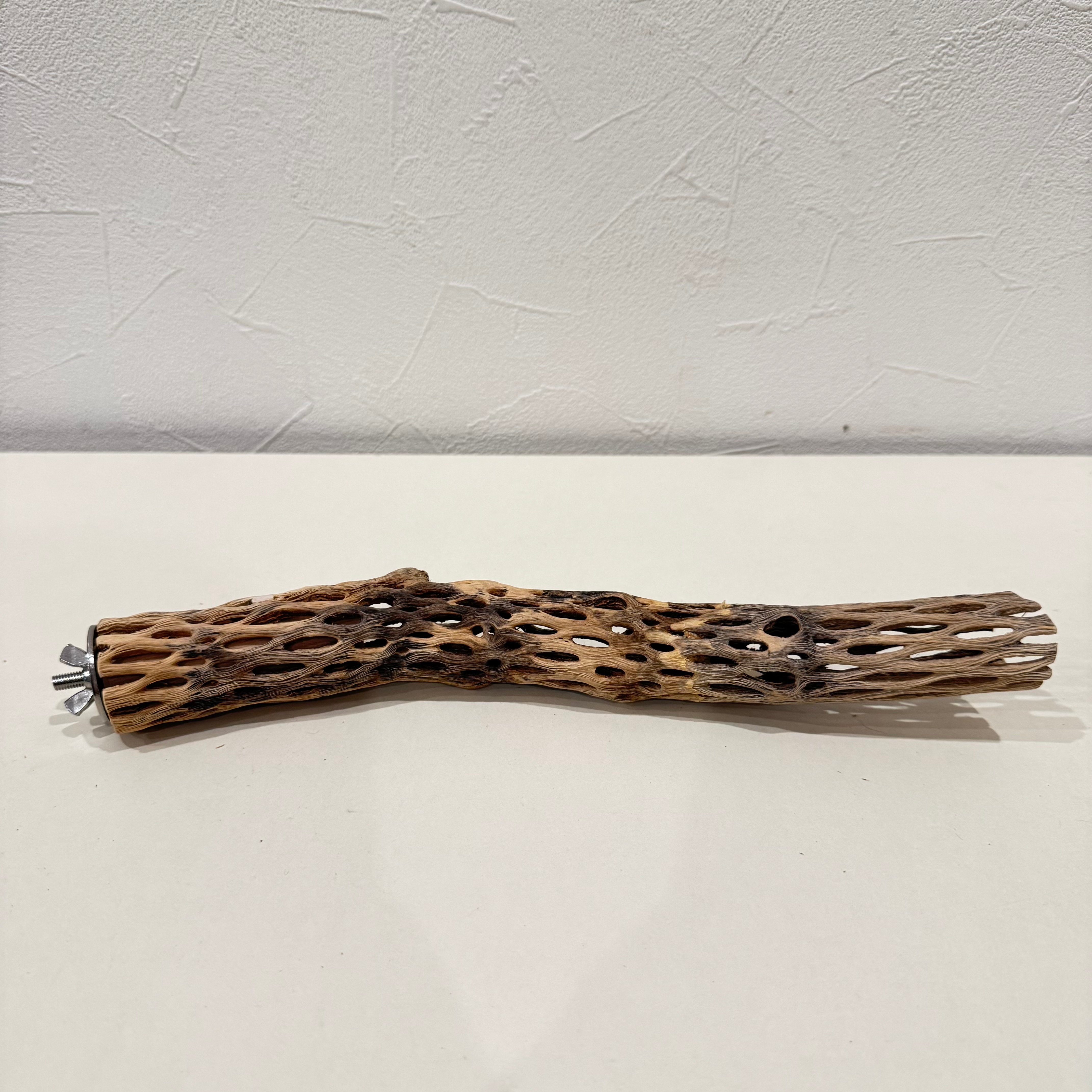 カクタスパーチ【K小】25cm 直径約3cm【サボテンの骨 バンブルフット